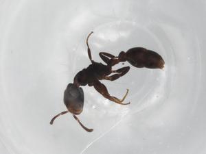  (Pseudomyrmex AEY0728 - BIOUG96537-H10)  @11 [ ] CreativeCommons - Attribution (2022) Centre for Biodiversity Genomics Centre for Biodiversity Genomics