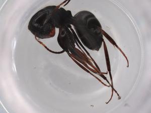  ( - BIOUG96538-A04)  @11 [ ] CreativeCommons - Attribution (2022) Centre for Biodiversity Genomics Centre for Biodiversity Genomics