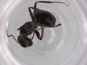  ( - BIOUG96538-A11)  @11 [ ] CreativeCommons - Attribution (2022) Centre for Biodiversity Genomics Centre for Biodiversity Genomics