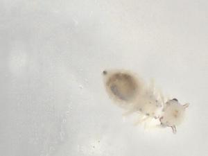  ( - BIOUG96539-A01)  @11 [ ] CreativeCommons - Attribution (2023) Centre for Biodiversity Genomics Centre for Biodiversity Genomics