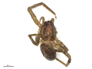  (Acanthoctenus gaujoni - CBG-A48592-G10)  @11 [ ] CreativeCommons - Attribution Share-Alike (2024) CBG Photography Group Centre for Biodiversity Genomics
