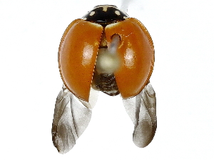  ( - BIOUG91302-C09)  @11 [ ] CreativeCommons - Attribution (2022) CBG Photography Group Centre for Biodiversity Genomics