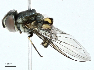  ( - BIOUG95304-G11)  @11 [ ] CreativeCommons - Attribution (2022) CBG Photography Group Centre for Biodiversity Genomics