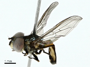  ( - BIOUG95304-H04)  @11 [ ] CreativeCommons - Attribution (2022) CBG Photography Group Centre for Biodiversity Genomics