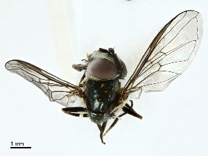  ( - BIOUG95310-D04)  @11 [ ] CreativeCommons - Attribution (2022) CBG Photography Group Centre for Biodiversity Genomics