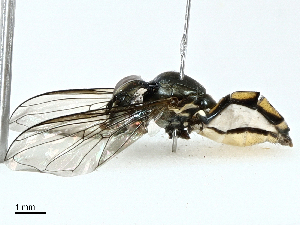  ( - BIOUG95310-F11)  @11 [ ] CreativeCommons - Attribution (2022) CBG Photography Group Centre for Biodiversity Genomics
