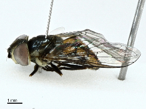  ( - BIOUG95310-F12)  @11 [ ] CreativeCommons - Attribution (2022) CBG Photography Group Centre for Biodiversity Genomics