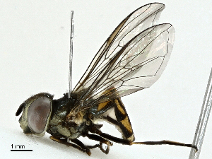  ( - BIOUG95310-G01)  @11 [ ] CreativeCommons - Attribution (2022) CBG Photography Group Centre for Biodiversity Genomics