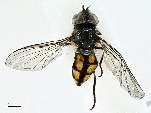  ( - BIOUG95310-G02)  @11 [ ] CreativeCommons - Attribution (2022) CBG Photography Group Centre for Biodiversity Genomics