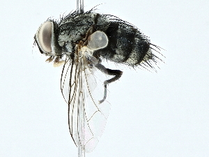  ( - BIOUG97727-G11)  @11 [ ] CreativeCommons - Attribution (2022) CBG Photography Group Centre for Biodiversity Genomics