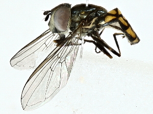  ( - BIOUG97737-H06)  @11 [ ] CreativeCommons - Attribution (2022) CBG Photography Group Centre for Biodiversity Genomics