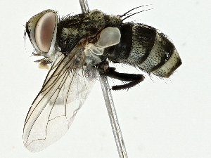  ( - BIOUG93344-D01)  @11 [ ] CreativeCommons - Attribution (2022) CBG Photography Group Centre for Biodiversity Genomics