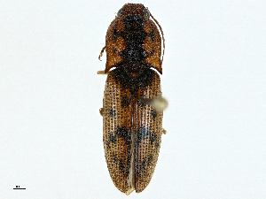  ( - BIOUG95340-E04)  @11 [ ] CreativeCommons - Attribution (2022) CBG Photography Group Centre for Biodiversity Genomics