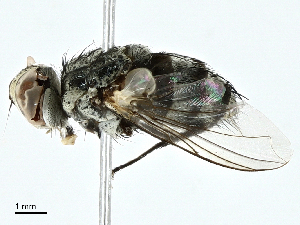  ( - BIOUG95340-E06)  @11 [ ] CreativeCommons - Attribution (2022) CBG Photography Group Centre for Biodiversity Genomics