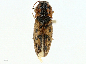  ( - BIOUG95343-F01)  @11 [ ] CreativeCommons - Attribution (2022) CBG Photography Group Centre for Biodiversity Genomics