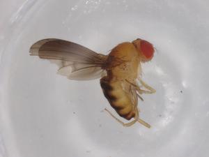  (Drosophila nebulosa - BIOUG95919-E09)  @11 [ ] CreativeCommons - Attribution (2022) Centre for Biodiversity Genomics Centre for Biodiversity Genomics