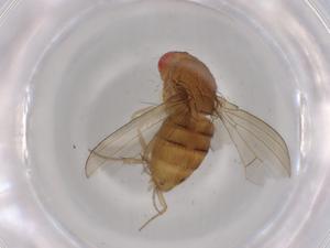  (Drosophila pallidipennis - BIOUG95921-C06)  @11 [ ] CreativeCommons - Attribution (2022) Centre for Biodiversity Genomics Centre for Biodiversity Genomics
