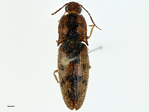  ( - BIOUG97725-E02)  @11 [ ] CreativeCommons - Attribution (2022) CBG Photography Group Centre for Biodiversity Genomics