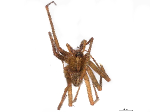  (Chococtenus suffuscus - BIOUG91316-H11)  @11 [ ] CreativeCommons - Attribution Non-Commercial Share-Alike (2022) CBG Photography Group Centre for Biodiversity Genomics