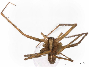  (Chococtenus otonga - BIOUG95302-H10)  @11 [ ] CreativeCommons - Attribution Non-Commercial Share-Alike (2022) CBG Photography Group Centre for Biodiversity Genomics
