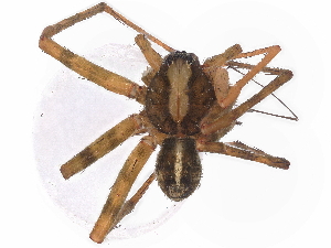  (Chococtenus lasdamas - BIOUG95302-H11)  @11 [ ] CreativeCommons - Attribution Non-Commercial Share-Alike (2022) CBG Photography Group Centre for Biodiversity Genomics