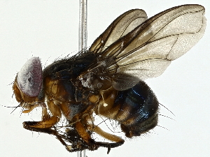  ( - BIOUG95336-C01)  @11 [ ] CreativeCommons - Attribution (2022) CBG Photography Group Centre for Biodiversity Genomics
