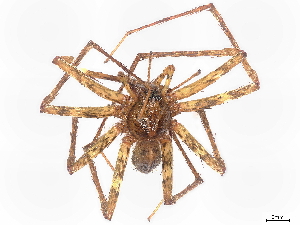  (Chococtenus piemontana - BIOUG95341-H04)  @11 [ ] CreativeCommons - Attribution Non-Commercial Share-Alike (2022) CBG Photography Group Centre for Biodiversity Genomics