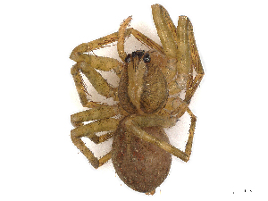  (Caloctenus - CBG-A07097-H10)  @11 [ ] CreativeCommons - Attribution Share - Alike (2023) CBG Photography Group Centre for Biodiversity Genomics