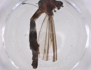  (Tipuloidea_incertae_sedis - CBG-A39879-B06)  @11 [ ] CreativeCommons - Attribution Share - Alike (2024) Centre for Biodiversity Genomics Centre for Biodiversity Genomics