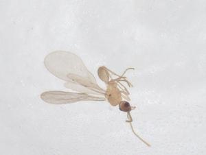  (Leptanilloides AFB4255 - CBG-A44928-B09)  @11 [ ] CreativeCommons - Attribution Share - Alike (2024) Centre for Biodiversity Genomics Centre for Biodiversity Genomics