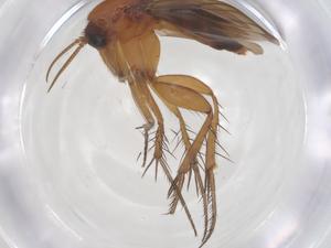  ( - CBG-B16130-G05)  @11 [ ] CreativeCommons - Attribution Share - Alike (2025) Centre for Biodiversity Genomics Centre for Biodiversity Genomics