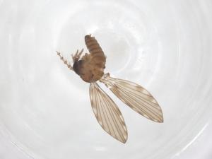  ( - CBG-B16130-H07)  @11 [ ] CreativeCommons - Attribution Share - Alike (2025) Centre for Biodiversity Genomics Centre for Biodiversity Genomics