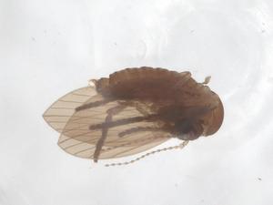  (Caenobrunettia - CBG-B16130-H10)  @11 [ ] CreativeCommons - Attribution Share - Alike (2025) Centre for Biodiversity Genomics Centre for Biodiversity Genomics