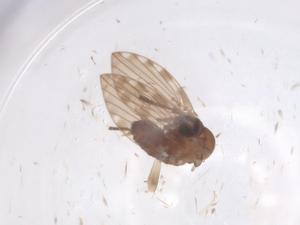  (Armillipora - CBG-B18022-B01)  @11 [ ] CreativeCommons - Attribution Share - Alike (2025) Centre for Biodiversity Genomics Centre for Biodiversity Genomics