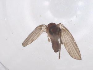  ( - CBG-B18022-B12)  @11 [ ] CreativeCommons - Attribution Share - Alike (2025) Centre for Biodiversity Genomics Centre for Biodiversity Genomics