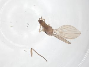  (Philosepedon bicoloratus - CBG-B18023-A08)  @11 [ ] CreativeCommons - Attribution Share - Alike (2025) Centre for Biodiversity Genomics Centre for Biodiversity Genomics