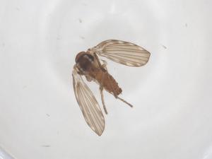  ( - CBG-B18082-B05)  @11 [ ] CreativeCommons - Attribution Share - Alike (2025) Centre for Biodiversity Genomics Centre for Biodiversity Genomics