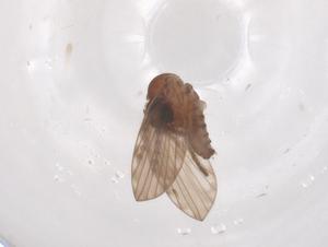  ( - CBG-B18083-E04)  @11 [ ] CreativeCommons - Attribution Share - Alike (2025) Centre for Biodiversity Genomics Centre for Biodiversity Genomics