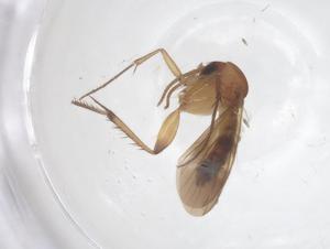  ( - CBG-B18123-E12)  @11 [ ] CreativeCommons - Attribution Share - Alike (2025) Centre for Biodiversity Genomics Centre for Biodiversity Genomics