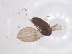  (Bryopharsos septenacula - CBG-B18125-G05)  @11 [ ] CreativeCommons - Attribution Share - Alike (2025) Centre for Biodiversity Genomics Centre for Biodiversity Genomics