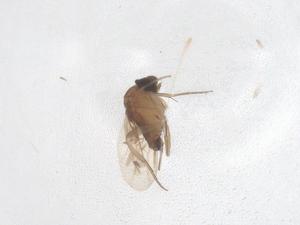  ( - CBG-B18126-B12)  @11 [ ] CreativeCommons - Attribution Share - Alike (2025) Centre for Biodiversity Genomics Centre for Biodiversity Genomics