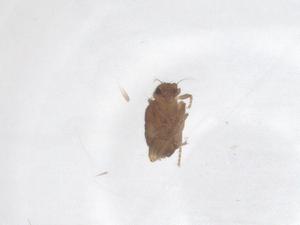  ( - CBG-B18126-C05)  @11 [ ] CreativeCommons - Attribution Share - Alike (2025) Centre for Biodiversity Genomics Centre for Biodiversity Genomics