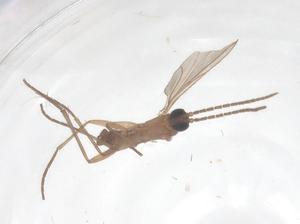  ( - CBG-B18126-H05)  @11 [ ] CreativeCommons - Attribution Share - Alike (2025) Centre for Biodiversity Genomics Centre for Biodiversity Genomics