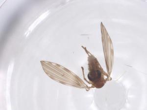  ( - CBG-B18128-D02)  @11 [ ] CreativeCommons - Attribution Share - Alike (2025) Centre for Biodiversity Genomics Centre for Biodiversity Genomics