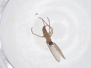  ( - CBG-B18129-G08)  @11 [ ] CreativeCommons - Attribution Share - Alike (2025) Centre for Biodiversity Genomics Centre for Biodiversity Genomics