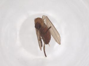  ( - CBG-B18155-C02)  @11 [ ] CreativeCommons - Attribution Share - Alike (2025) Centre for Biodiversity Genomics Centre for Biodiversity Genomics