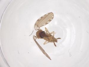  (Alepia alcobregma - CBG-B18155-H10)  @11 [ ] CreativeCommons - Attribution Share - Alike (2025) Centre for Biodiversity Genomics Centre for Biodiversity Genomics