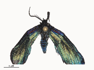  ( - CBG-A44381-B12)  @11 [ ] CreativeCommons - Attribution Share - Alike (2024) CBG Photography Group Centre for Biodiversity Genomics