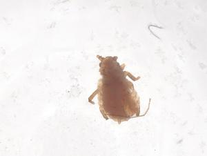  ( - CBG-B15823-A01)  @11 [ ] CreativeCommons - Attribution Share - Alike (2025) Centre for Biodiversity Genomics Centre for Biodiversity Genomics