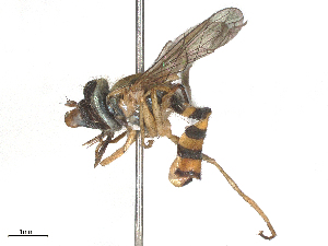  ( - CBG-B15992-E11)  @11 [ ] CreativeCommons - Attribution Share - Alike (2025) CBG Photography Group Centre for Biodiversity Genomics